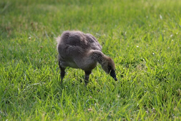Канадський baby гуска — стокове фото