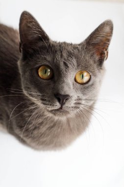 Beyaz bir arka planda Gri kedi