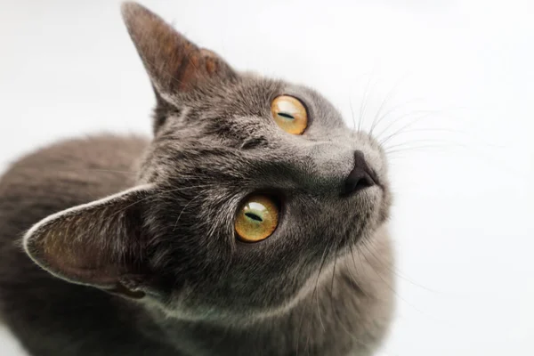Beyaz bir arka planda Gri kedi