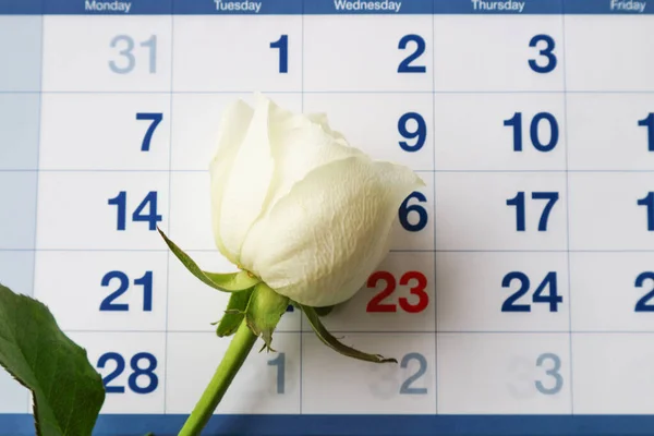 stock image Top view, there is a calendar and a white rose on the table, preparations are underway for the celebration of Valentine's Day