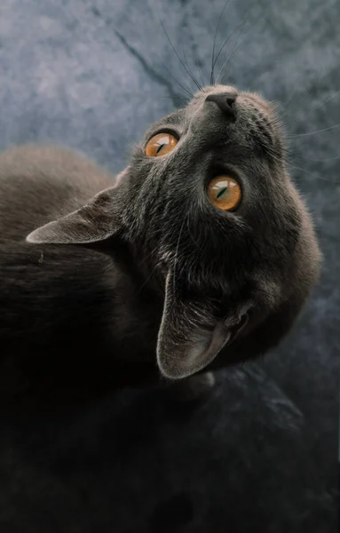 Szary Kot Siedzący Ciemnym Tle — Zdjęcie stockowe