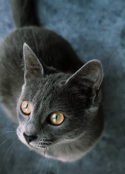 Graue Katze Sitzt Auf Dunklem Hintergrund — Stockfoto