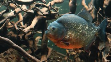 Piranalar akvaryuma yakın çekim yapıyor. Nehirlerde yaşayan balıklar ve Güney Amerika 'nın tropik bölgelerinde tatlı su vücutları..