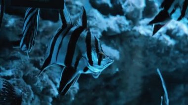 Yumuşak mercan ve balık türleri menekşe veya ultraviyole uv ışığı altında leylak akvaryumu. Mor floresan tropikal cennet egzotik arka plan, pembe canlı fantezi dekoratik tankta mercan.