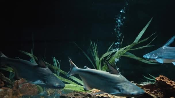 Weichkorallen und Fische, fliederfarbenes Aquarium unter violettem oder ultraviolettem UV-Licht. Pangasianodon hypophthalmus — Stockvideo
