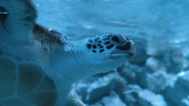 Meeresleben tropische Schildkröte. Meeresschildkröte schwimmt langsam im blauen Wasser durch Sonnenlicht — Stockvideo