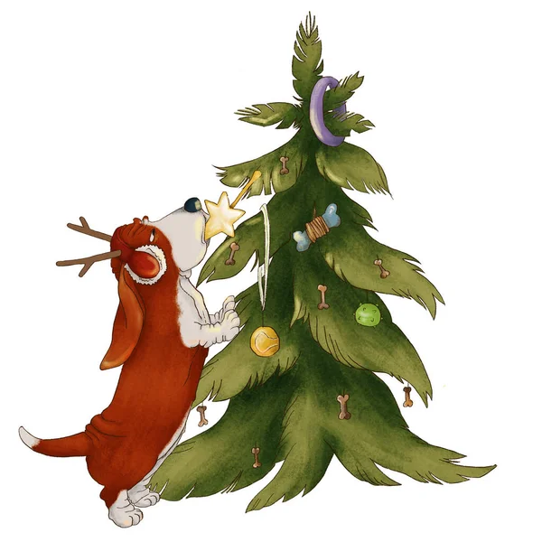 Το κυνηγόσκυλο Μπάσετ στολίζει το χριστουγεννιάτικο δέντρο. Πρωτοχρονιά. απομονωμένο σε λευκό φόντο — Φωτογραφία Αρχείου