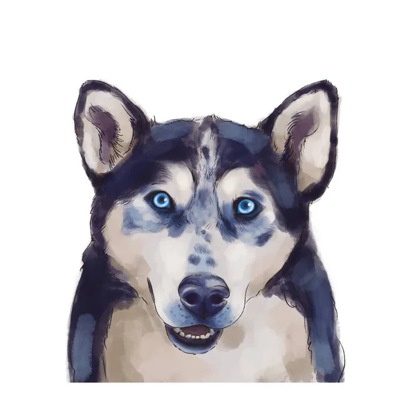 Husky hundporträtt. isolerad på vit bakgrund — Stockfoto