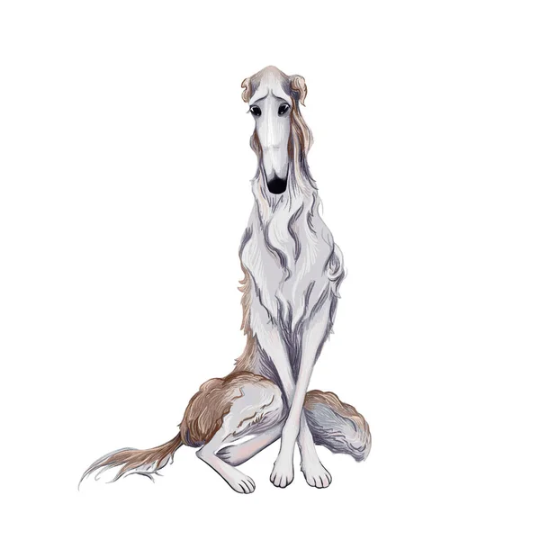 Gri köpek ırkı Rus Greyhound oturur. beyaz arkaplanda izole — Stok fotoğraf