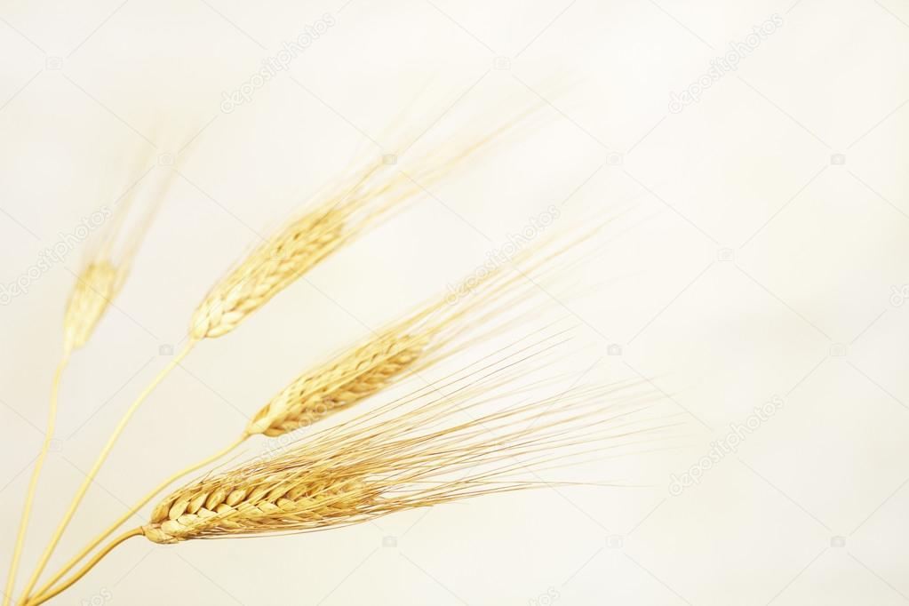 Ears of corn with warm background in horizontal format