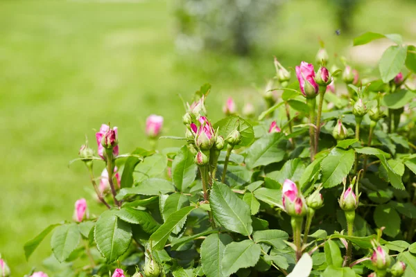 Buds of roses on the bushes — Stock Photo, Image