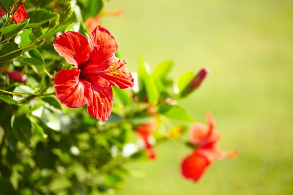 Flori roșii hibiscus — Fotografie, imagine de stoc