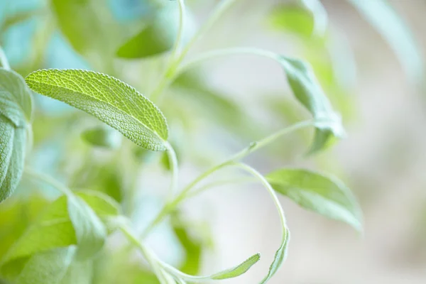 Fresh Sage — Stock Photo, Image