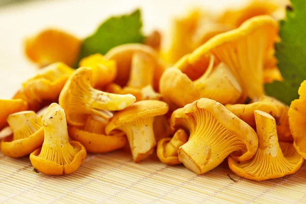 Chanterelle mushrooms — Stock Photo, Image