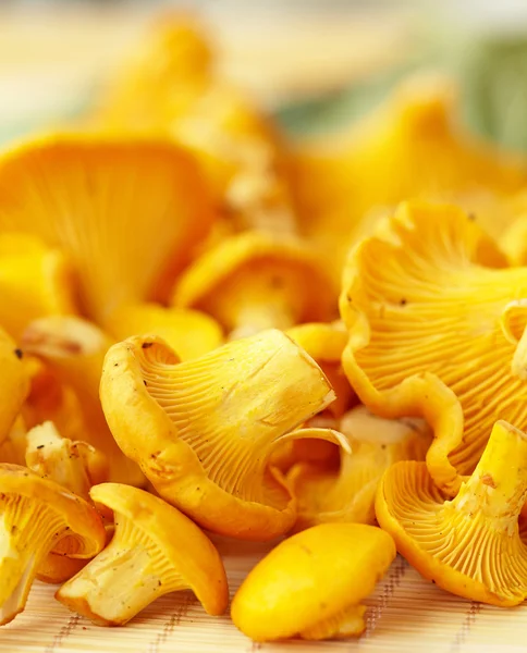 Chanterelle mushrooms — Stock Photo, Image