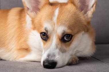 Kanepede dinlenen kırmızı ve beyaz Corgi köpeği..