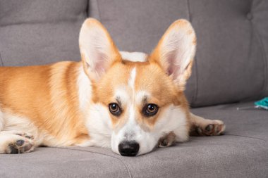 Kanepede dinlenen kırmızı ve beyaz Corgi köpeği..