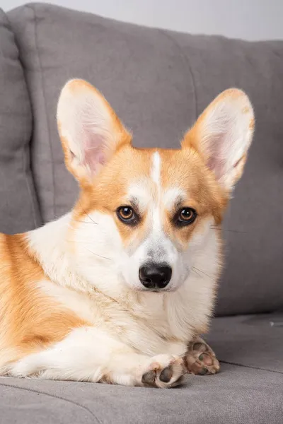 Kanepede dinlenen kırmızı ve beyaz Corgi köpeği.. — Stok fotoğraf