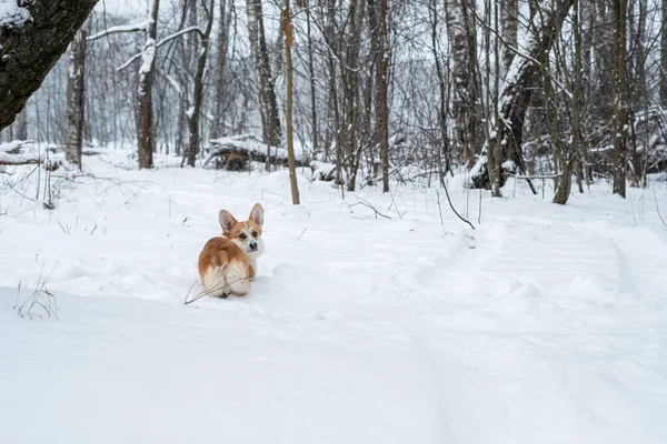 Galés Corgi Pembroke en el bosque de invierno —  Fotos de Stock