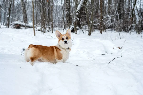 Валлійський коргі Пембрук у зимовому лісі. — стокове фото