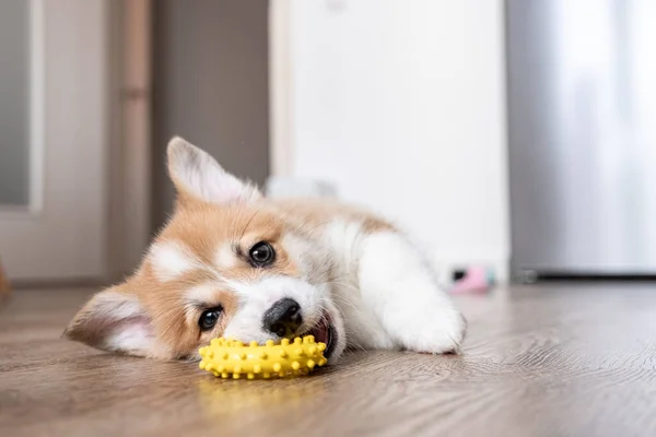 Adorável cachorrinho pequeno corgi — Fotografia de Stock