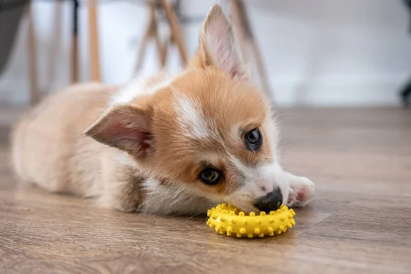 Adorável cachorrinho pequeno corgi — Fotografia de Stock