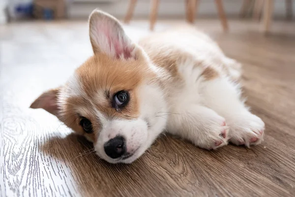 Suloinen pieni koiranpentu corgi — kuvapankkivalokuva