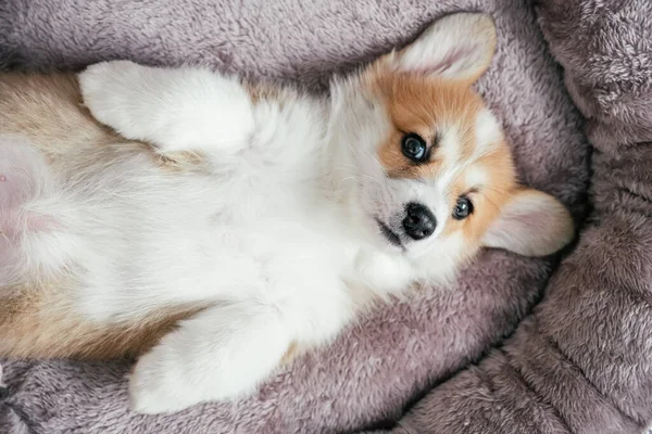 Adorable perrito corgi —  Fotos de Stock