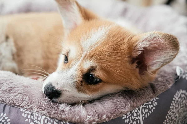 Adorable little puppy corgi — Stock Photo, Image