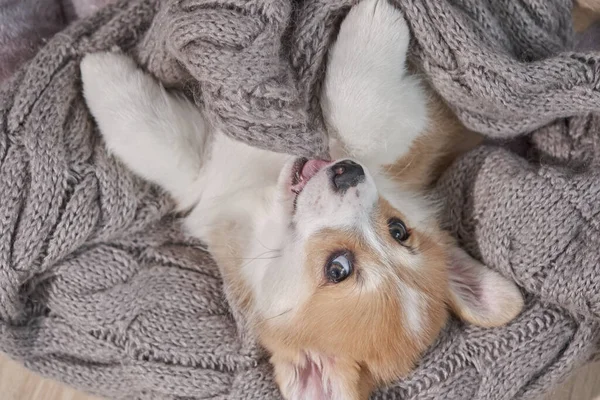 Adorable little puppy corgi — Stock Photo, Image