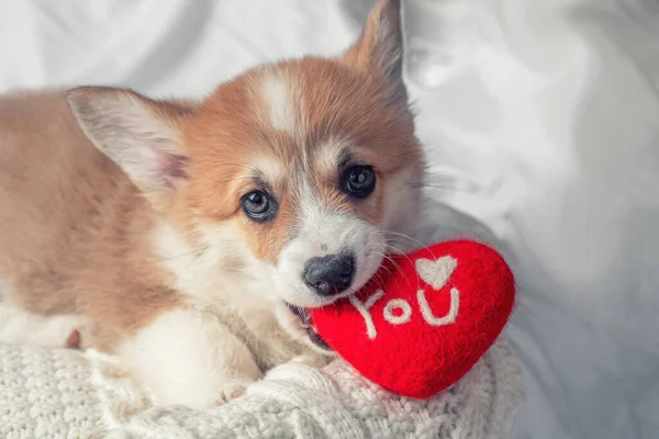 Corgi dog puppy lies with red heart — Stock Photo, Image