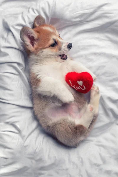 Corgi dog puppy lies with red heart — Stock Photo, Image