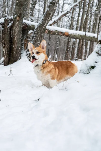 Welsh Corgi Pembroke in the winter forest — Stock Photo, Image