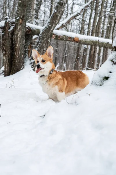 Welsh Corgi Pembroke w zimowym lesie — Zdjęcie stockowe