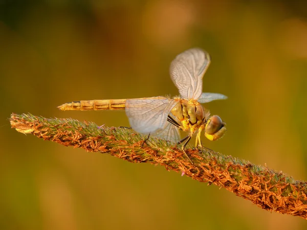 Dragonfly — Stock Photo, Image