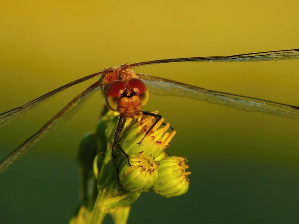 Libellula — Foto Stock