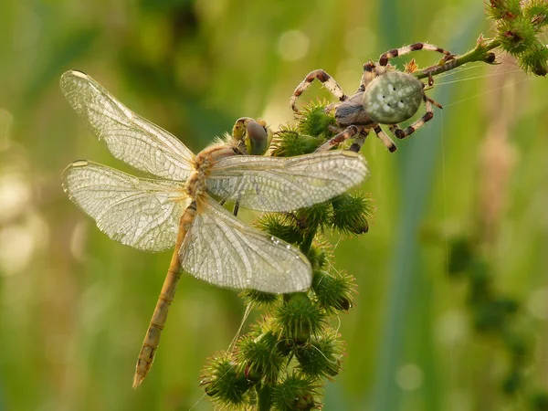 Trollslända och spider — Stockfoto