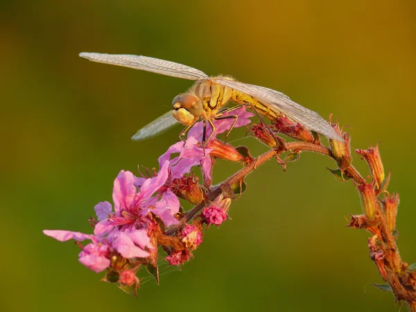 Vážka na růžový květ. — Stock fotografie