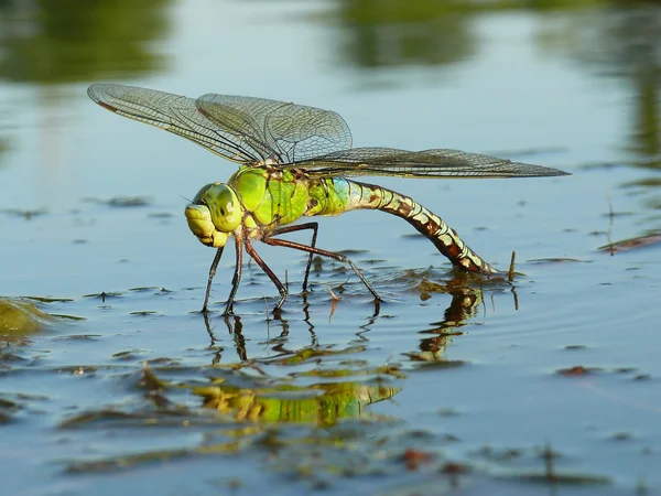 Libelle — Stockfoto