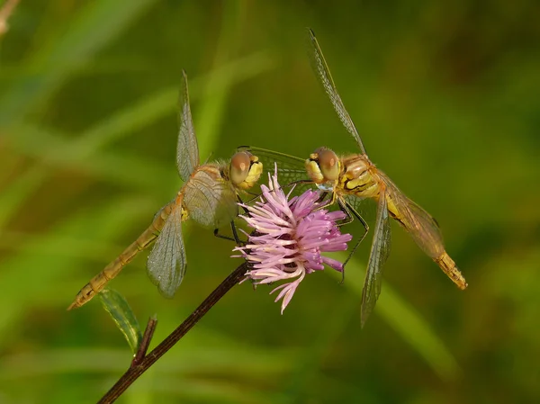 Deux libellules . — Photo