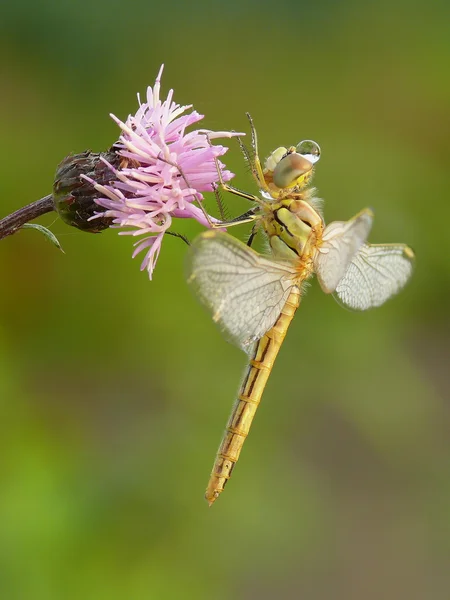 Libellula — Foto Stock