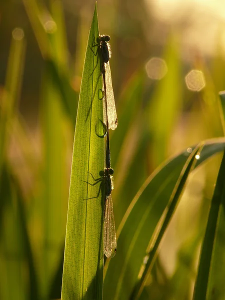 Piccola libellula — Foto Stock