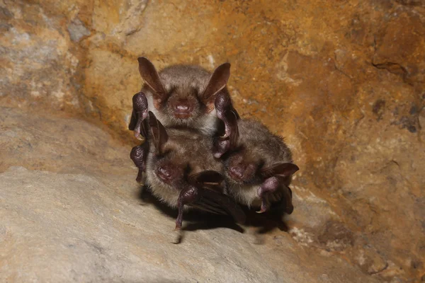 Bats family — Stock Photo, Image