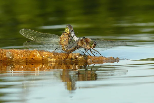 Libellula — Foto Stock