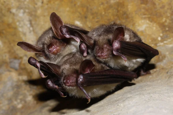 Pipistrelli famiglia — Foto Stock