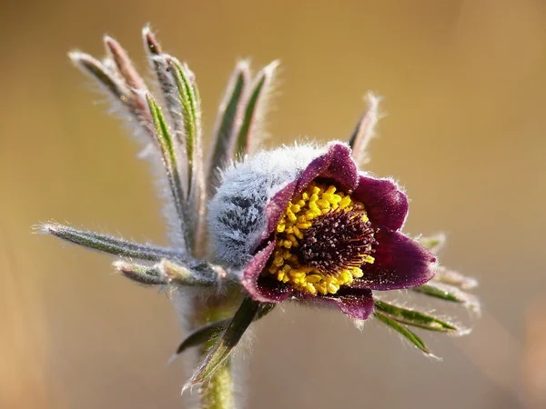 設置花、オキナグサ. — ストック写真