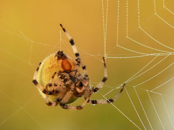 Zlatý pavouk — Stock fotografie