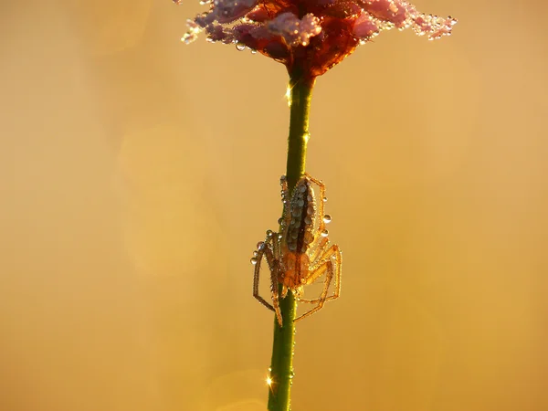Golden spider — Stock Photo, Image
