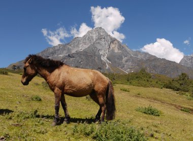 Himalaya atı