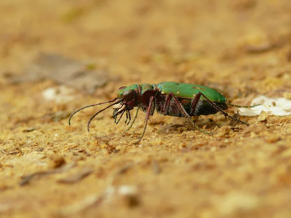 Predatory beetle. — Stock Photo, Image